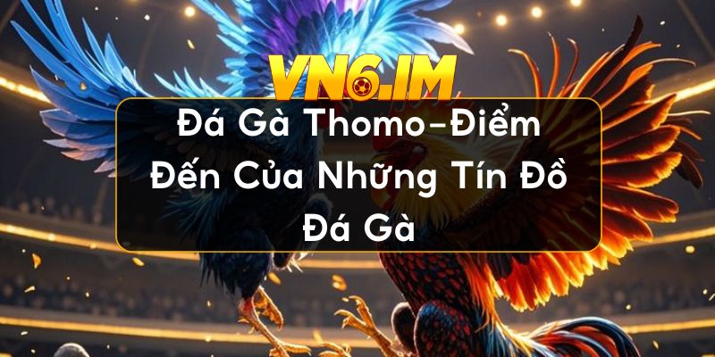 đá gà Thomo